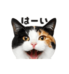 猫の顔がどーん！2（個別スタンプ：1）