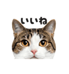 猫の顔がどーん！2（個別スタンプ：2）