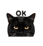 猫の顔がどーん！2（個別スタンプ：3）