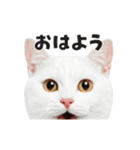 猫の顔がどーん！2（個別スタンプ：4）