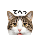 猫の顔がどーん！2（個別スタンプ：5）