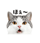 猫の顔がどーん！2（個別スタンプ：6）