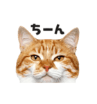 猫の顔がどーん！2（個別スタンプ：7）