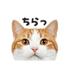 猫の顔がどーん！2（個別スタンプ：9）