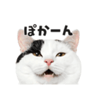 猫の顔がどーん！2（個別スタンプ：10）