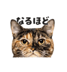 猫の顔がどーん！2（個別スタンプ：11）