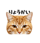 猫の顔がどーん！2（個別スタンプ：12）