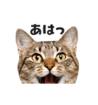 猫の顔がどーん！2（個別スタンプ：13）