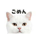 猫の顔がどーん！2（個別スタンプ：14）