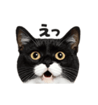 猫の顔がどーん！2（個別スタンプ：15）