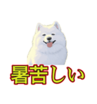 犬味 暑苦しい（個別スタンプ：1）