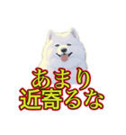犬味 暑苦しい（個別スタンプ：3）