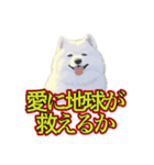 犬味 暑苦しい（個別スタンプ：6）