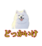 犬味 暑苦しい（個別スタンプ：8）