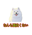犬味 暑苦しい（個別スタンプ：11）