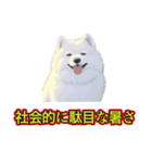 犬味 暑苦しい（個別スタンプ：12）