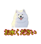 犬味 暑苦しい（個別スタンプ：13）