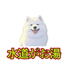 犬味 暑苦しい（個別スタンプ：15）