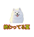 犬味 暑苦しい（個別スタンプ：18）