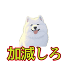 犬味 暑苦しい（個別スタンプ：19）