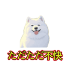 犬味 暑苦しい（個別スタンプ：20）