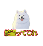 犬味 暑苦しい（個別スタンプ：21）