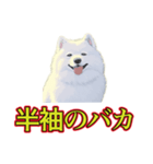 犬味 暑苦しい（個別スタンプ：24）