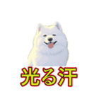 犬味 暑苦しい（個別スタンプ：25）