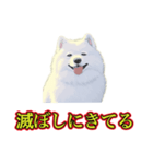 犬味 暑苦しい（個別スタンプ：29）