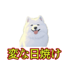 犬味 暑苦しい（個別スタンプ：36）