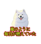 犬味 暑苦しい（個別スタンプ：39）
