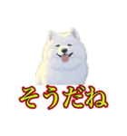犬味 暑苦しい（個別スタンプ：40）