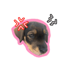 Emmaの毎日使える可愛いスタンプ(子犬期)（個別スタンプ：18）