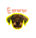 Emmaの毎日使える可愛いスタンプ(子犬期)（個別スタンプ：28）