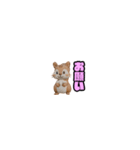 ペラペラねこりす（個別スタンプ：7）