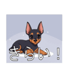 ジャーマンピンシャーがいっぱい（個別スタンプ：36）