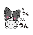 ずっと使えるワンコスタンプ♪黒パピヨン犬（個別スタンプ：13）