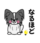 ずっと使えるワンコスタンプ♪黒パピヨン犬（個別スタンプ：15）