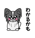 ずっと使えるワンコスタンプ♪黒パピヨン犬（個別スタンプ：16）