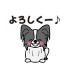 ずっと使えるワンコスタンプ♪黒パピヨン犬（個別スタンプ：17）