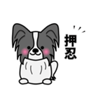 ずっと使えるワンコスタンプ♪黒パピヨン犬（個別スタンプ：24）