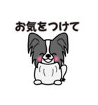 ずっと使えるワンコスタンプ♪黒パピヨン犬（個別スタンプ：31）