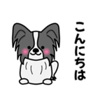 ずっと使えるワンコスタンプ♪黒パピヨン犬（個別スタンプ：37）