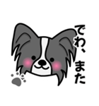 ずっと使えるワンコスタンプ♪黒パピヨン犬（個別スタンプ：40）