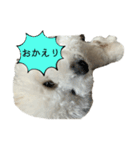 ビション・フリーゼの麦（個別スタンプ：7）