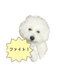 ビション・フリーゼの麦（個別スタンプ：9）