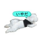ビション・フリーゼの麦（個別スタンプ：16）