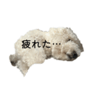 ビション・フリーゼの麦（個別スタンプ：20）