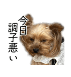 はぐくるねむちゃん！（個別スタンプ：13）