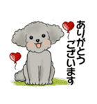 キュートなトイプードル ♡ ポジティブ（個別スタンプ：10）